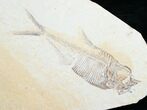 Double Diplomystus Fossil Fish Plate #5478-2